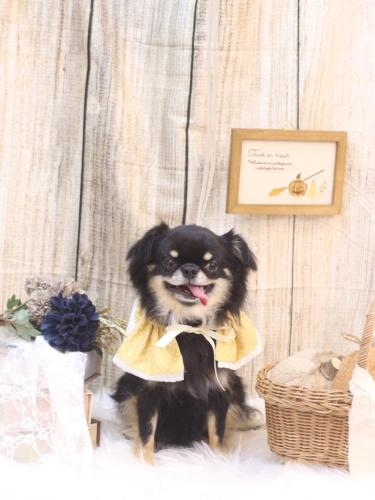 20241026ルナちゃん